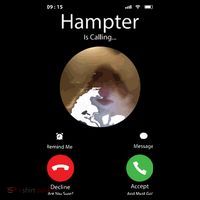 Dank Meme Hamster Staring Front Camera Hampter Calling Backpack thumb 2