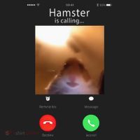 Dank Meme Hamster Staring Front Camera Hamster Calling Gift Hat thumb 2