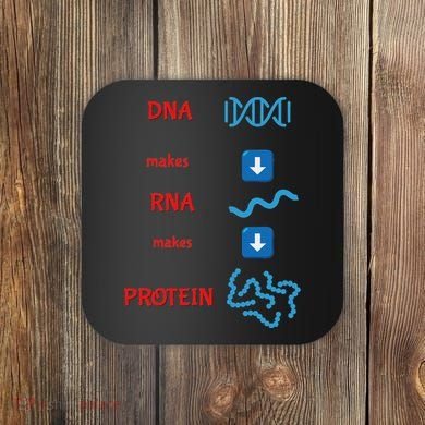 Dna Makes Rna Makes Protein Molecular Cell Biology Coaster