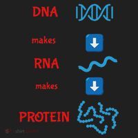 Dna Makes Rna Makes Protein Molecular Cell Biology Tumbler thumb 3