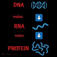 Dna Makes Rna Makes Protein Molecular Cell Biology Women's T-Shirt thumb 6