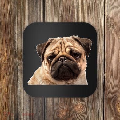 Dog - Close-Up of Pug Face Coaster