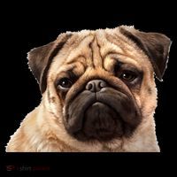 Dog - Close-Up of Pug Face Women's Tank Top thumb 5
