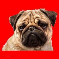 Dog - Close-Up of Pug Face Santa Hat thumb 1