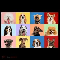 Dog Collage Women's Hoodie thumb 2