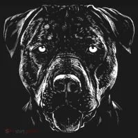 Detailed Pitbull Dog Women's T-Shirt thumb 6