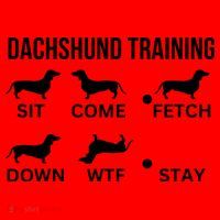 Dachshund Training Dachshund Dog Tricks Santa Hat thumb 1