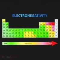 Electronegativity Values Periodic Table of Elements Doggie Tank thumb 4