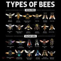 Educational Types Of Bees Chart For Bee Lovers T-Shirt thumb 7
