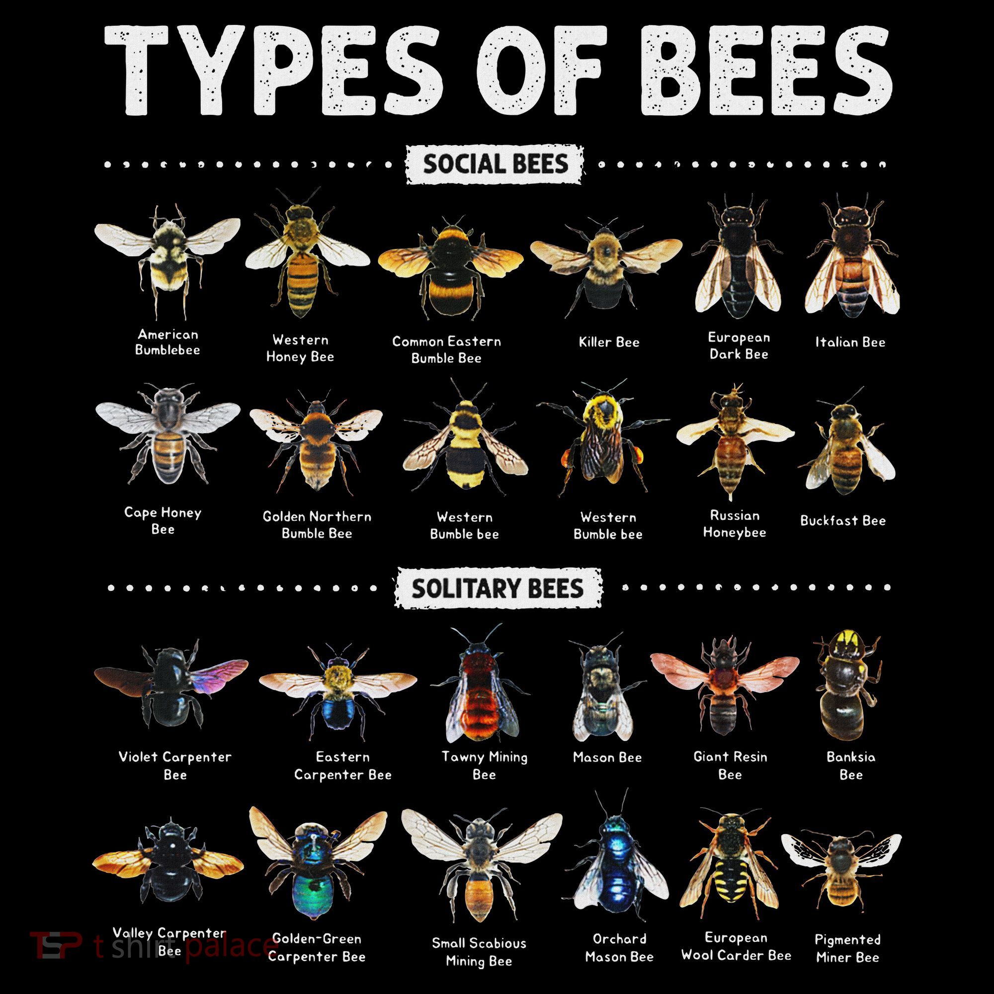 Educational Types Of Bees Chart For Bee Lovers T-Shirt