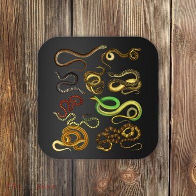 Educational Types Of Snake Gift Coaster