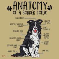 Funny Anatomy Border Collie Dog Lover Gift Mousepad thumb 1