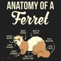 Ferret Anatomy Tumbler thumb 3