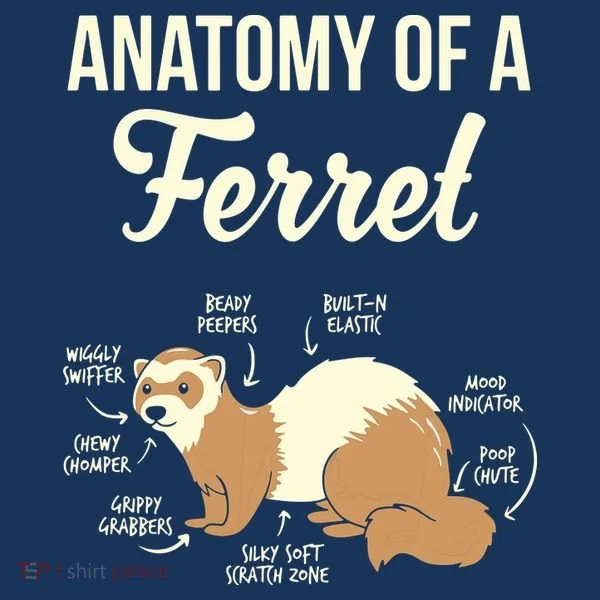 Ferret Anatomy Bucket Hat