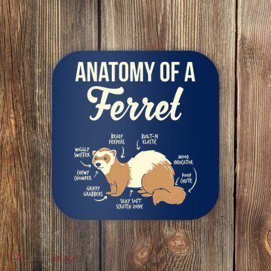 Ferret Anatomy Coaster