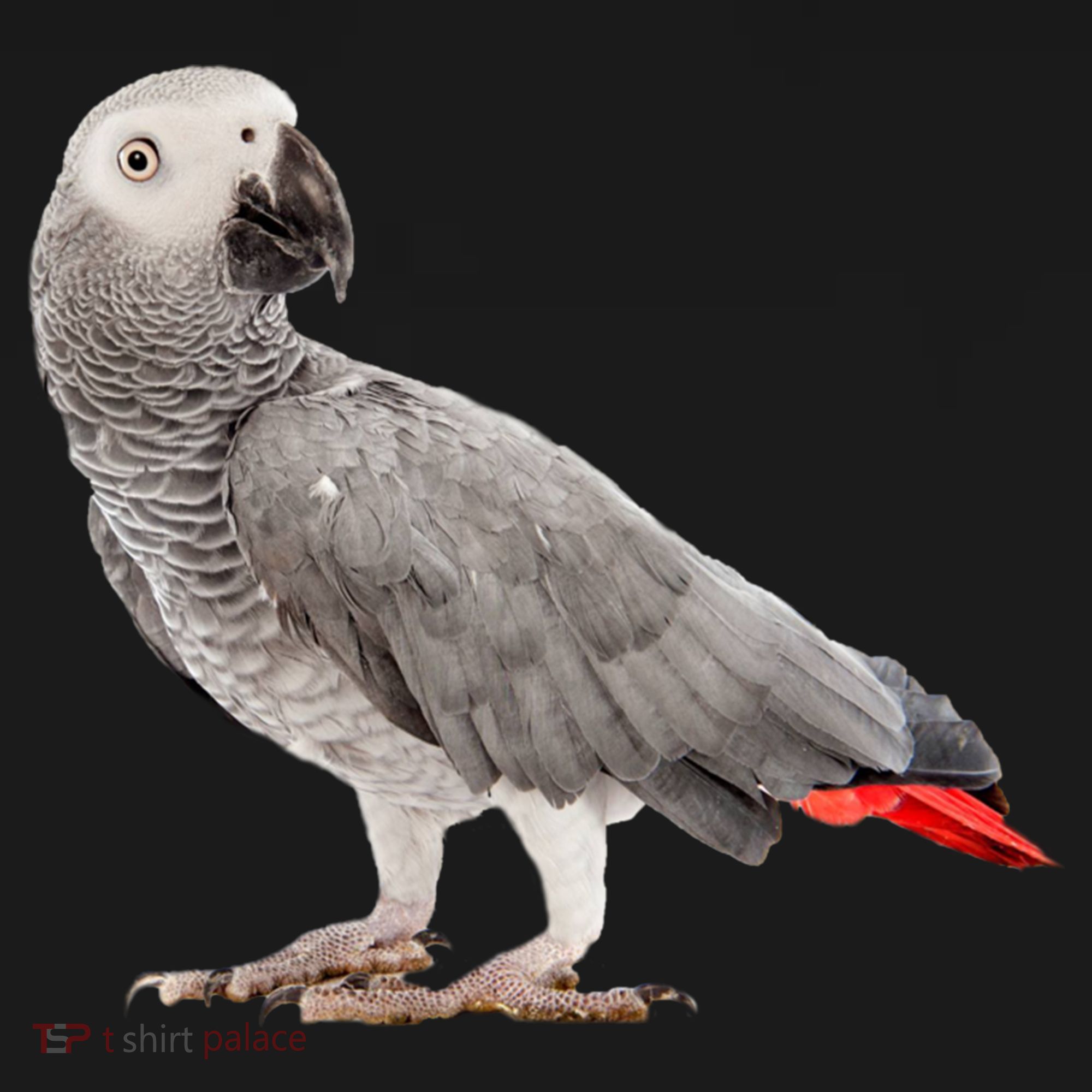 Funny African Grey Parrot Bird Gift USA-Made Doggie Bandana