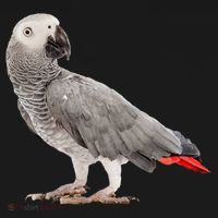 Funny African Grey Parrot Bird Gift Backpack thumb 2