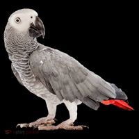 Funny African Grey Parrot Bird Gift Ornament thumb 1