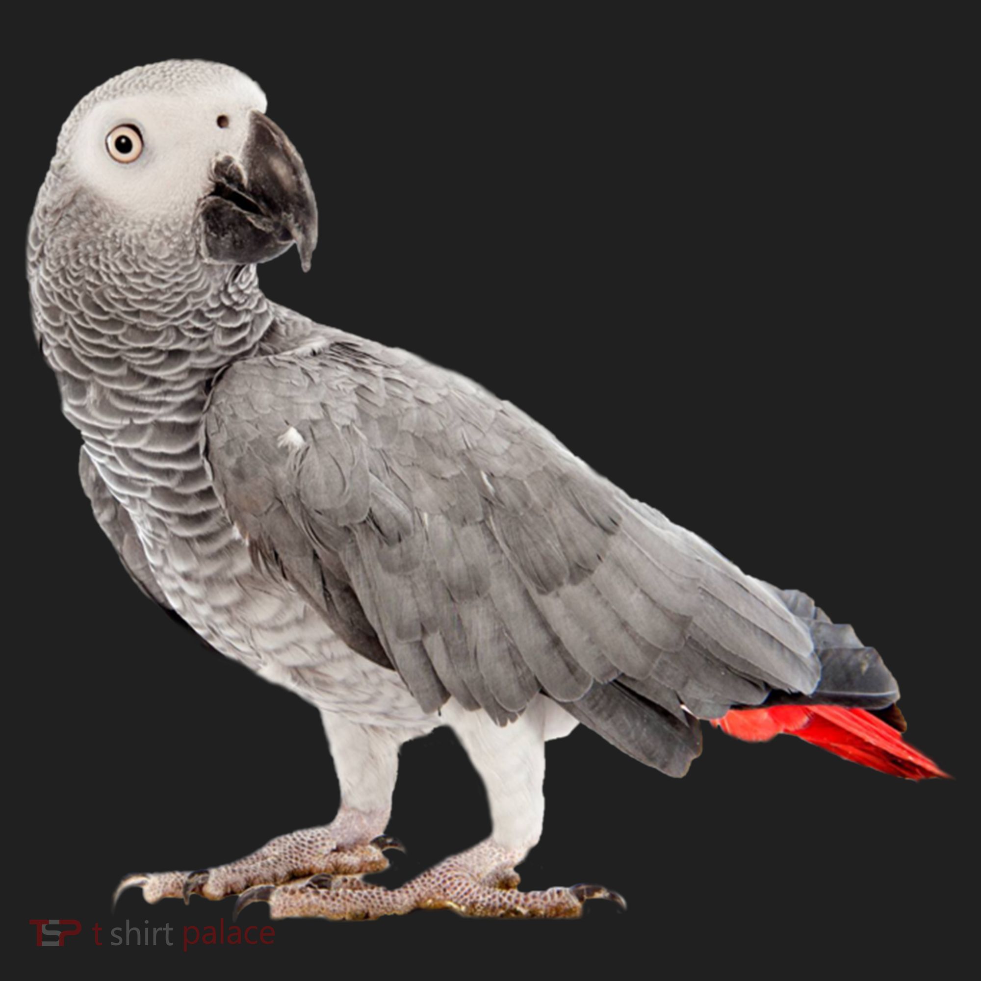 Funny African Grey Parrot Bird Gift Hat