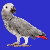 Funny African Grey Parrot Bird Gift Coaster thumb 2
