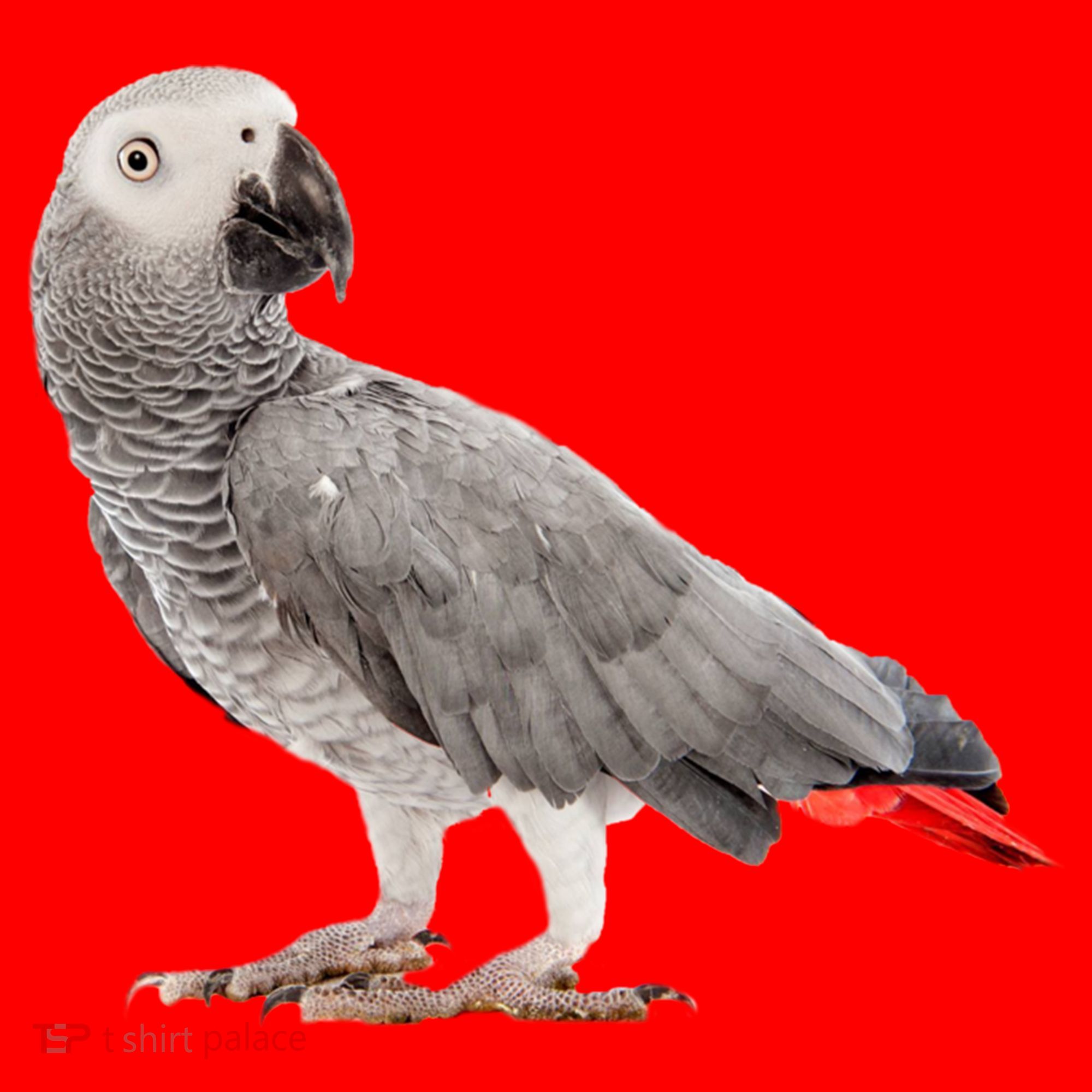 Funny African Grey Parrot Bird Gift Santa Hat