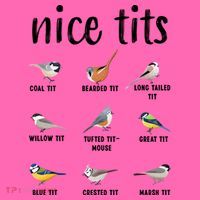 Funny Bird Gift Nice Tits Ornithology Stripe Pom Pom Beanie thumb 2