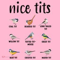 Funny Bird Gift Nice Tits Ornithology Coaster thumb 2