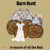 Funny Barn Hunt In Search Of Rats With A Pumi Dog Polo thumb 2