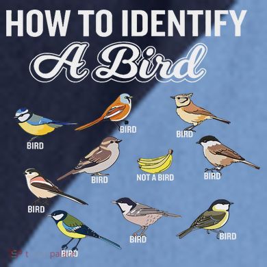 Funny Bird Watcher How To Identify A Bird Unique Birder Raglan Baseball Sleeve Shirt
