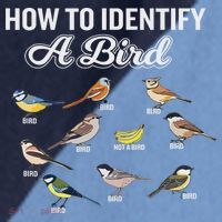 Funny Bird Watcher How To Identify A Bird Unique Birder Raglan Baseball Sleeve Shirt thumb 2