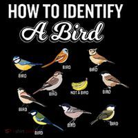 Funny Bird Watcher How To Identify A Bird Unique Birder Women's Hoodie thumb 2