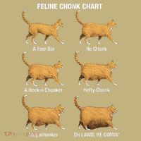 Feline Chonk Cat Chart Funny Dank Meme Oh Lawd He Comin Sweatshirt thumb 2