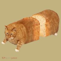Funny Cat Loaf Cat Bread Cat Lovers Kitty Kitten Women Sweatshirt thumb 2