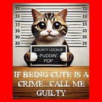 Funny Cat Meme Guilty Of Being Cute Santa Hat thumb 1