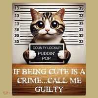 Funny Cat Meme Guilty Of Being Cute Hoodie thumb 7