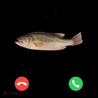 Fih Calling Remind Me Message Decline Accept Phone Call Fish Coffee Mug thumb 5