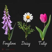 Foxglove Daisy Tulip Floral Mousepad thumb 1