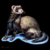 Ferret Wildlife Women's Hoodie thumb 2