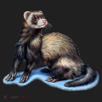 Ferret Wildlife Golf Towel thumb 3