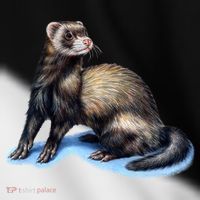 Ferret Wildlife Toddler Fine Jersey T-Shirt thumb 2