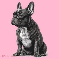 Funny French Bulldog Frenchie Black And White Coaster thumb 2