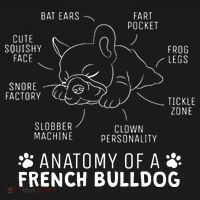 Funny Frenchie Clothes Gift Anatomy Of A French Bulldog Women's Hoodie thumb 2