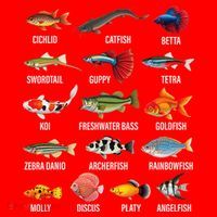 Freshwater Fish Species Chart Aquarium River Fish Guide Santa Hat thumb 1