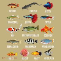 Freshwater Fish Species Chart Aquarium River Fish Guide T-Shirt thumb 7