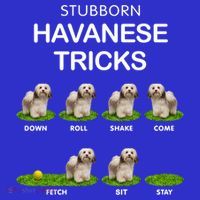 Funky Headed Dog Meaningful Gift Funny Havanese For Christmas Cool Gift Coaster thumb 2