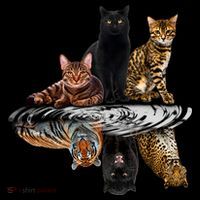 Funny Little Cats Big Cats Coffee Mug thumb 5