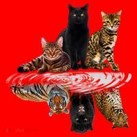 Funny Little Cats Big Cats Santa Hat thumb 1