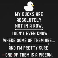Funny Meme My Ducks Are Absolutely Not In A Row Pigeon Baby Bodysuit thumb 2