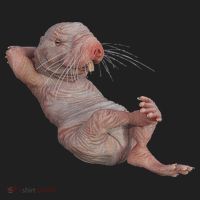 Funny Naked Mole Rat Zookeeper Safari Animal Lover Mole Rat Women's Sweatshirt thumb 2