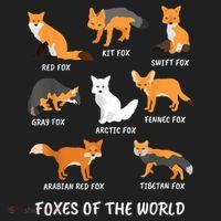 Foxes Of The World Fox Lover Gift Hat thumb 2